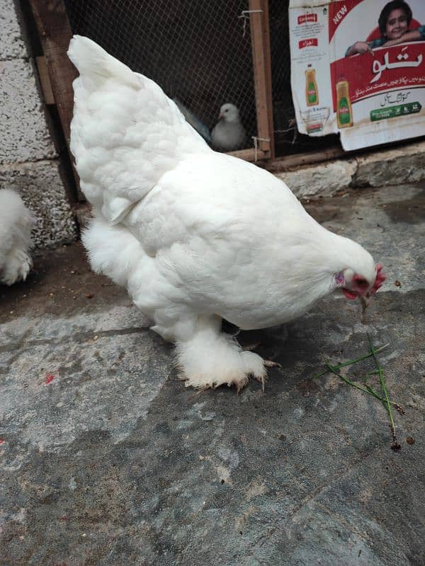 White Polish and White cochin heavy buff hens 6