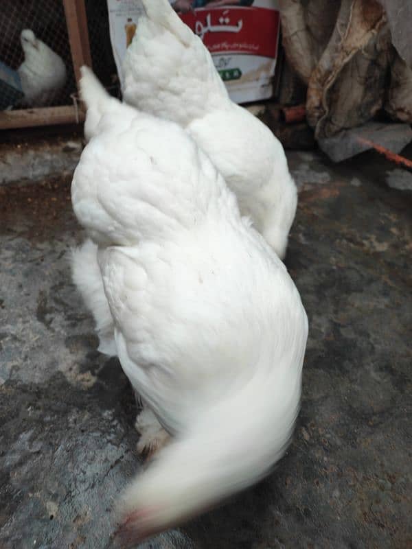 White Polish and White cochin heavy buff hens 7