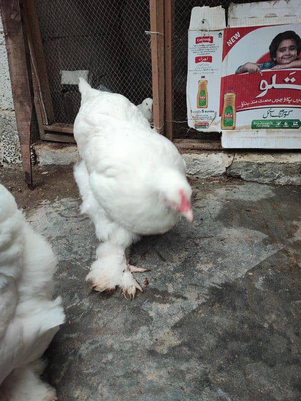 White Polish and White cochin heavy buff hens 8