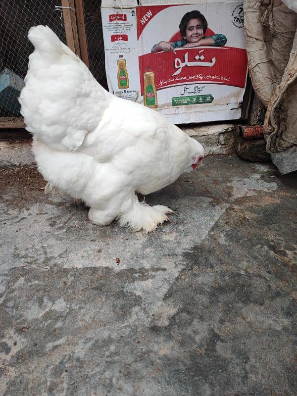 White Polish and White cochin heavy buff hens 9