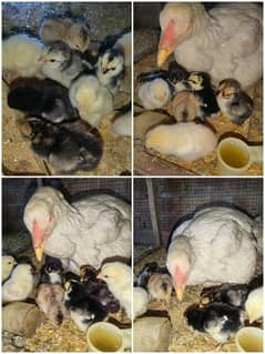 Thai and hera cross aseel chicks for sale