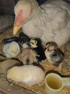 Thai and hera cross aseel chicks for sale