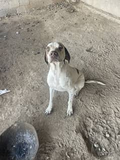 English pointer 1year