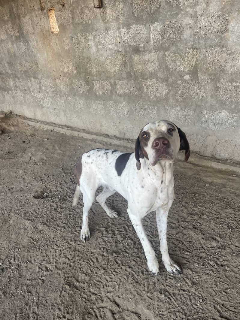 English pointer 1year 1