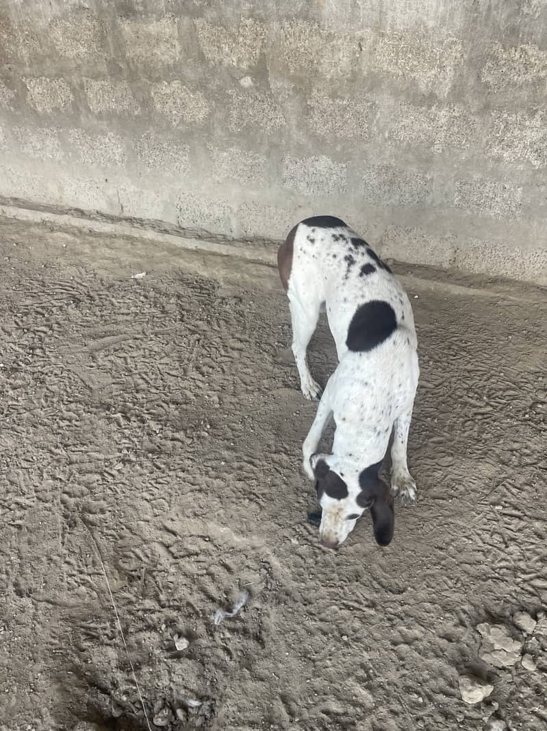 English pointer 1year 2