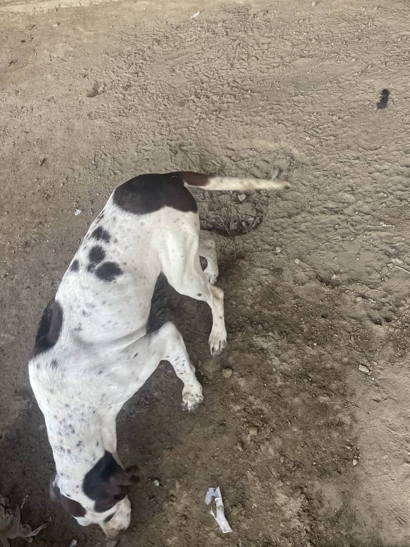 English pointer 1year 3