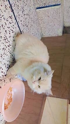 Beautiful male persian cat for sale