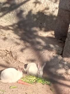 Rabbits