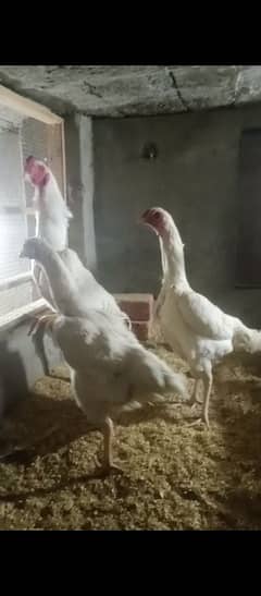 shamo white quality chiks egg avlibal 100%