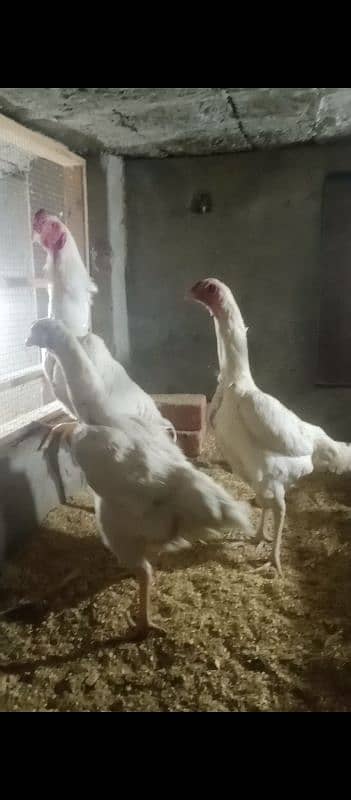 shamo white quality chiks egg avlibal 100% 0