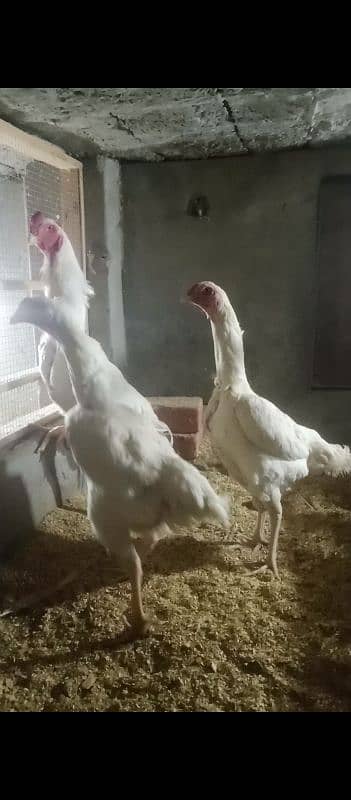 shamo white quality chiks egg avlibal 100% 2