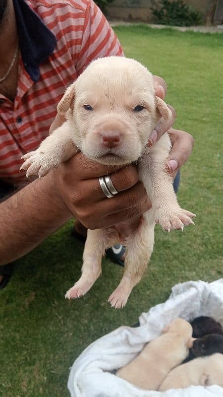 British labra Dor puppies 1