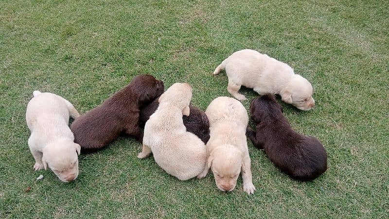 British labra Dor puppies 7