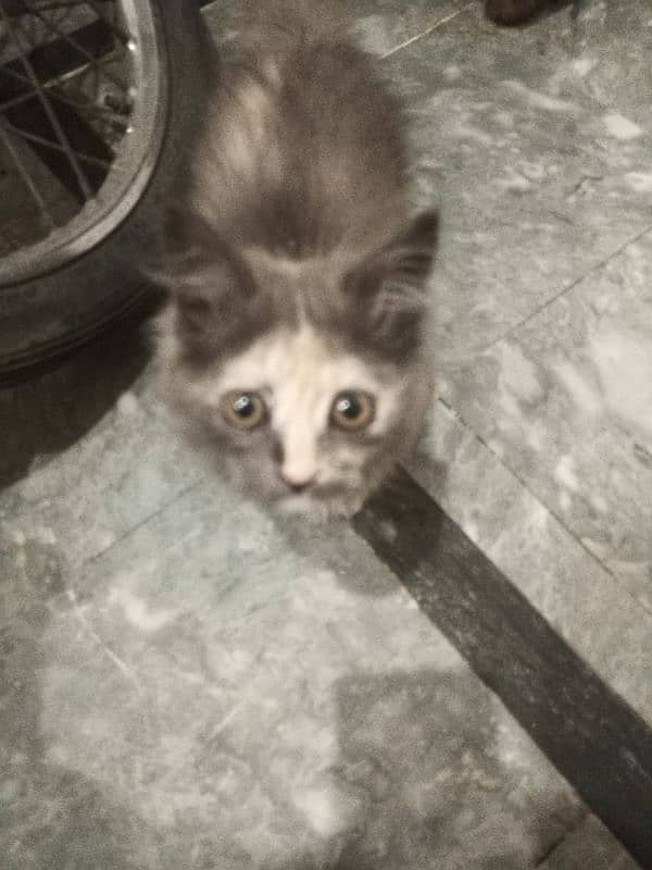 Persian kitten available. . full active MashaALLAH. . name Shero 7