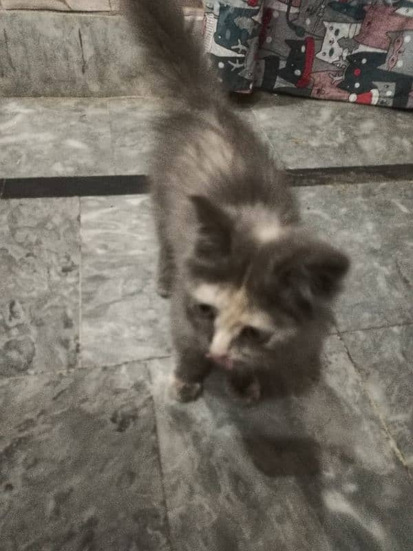 Persian kitten available. . full active MashaALLAH. . name Shero 12