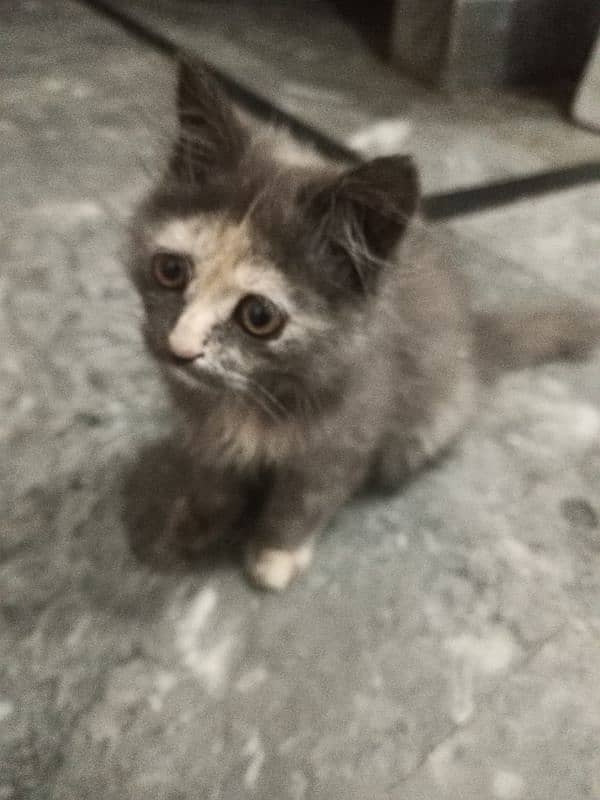 Persian kitten available. . full active MashaALLAH. . name Shero 8