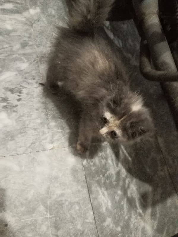 Persian kitten available. . full active MashaALLAH. . name Shero 14