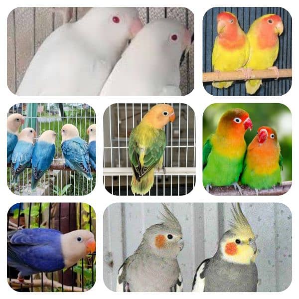 Breeder pairs available for sale also on breed with eggs and chicks 0