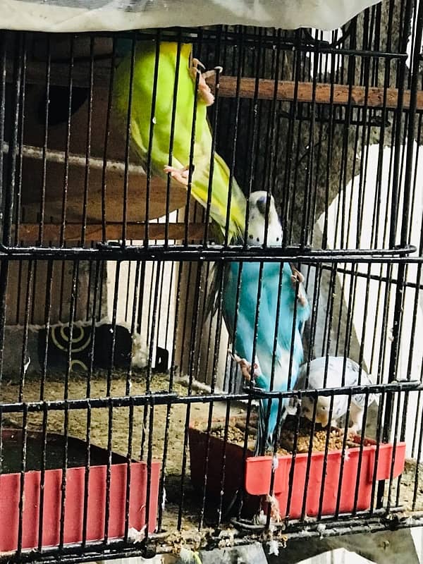 BUDGIES FRESH Female/Male adults Available 1