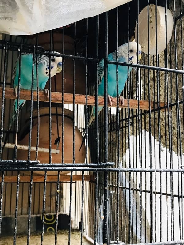 BUDGIES FRESH Female/Male adults Available 3