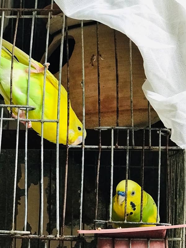 BUDGIES FRESH Female/Male adults Available 4