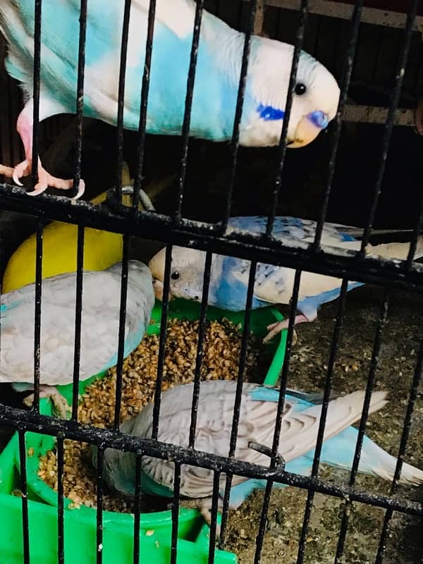 BUDGIES FRESH Female/Male adults Available 5