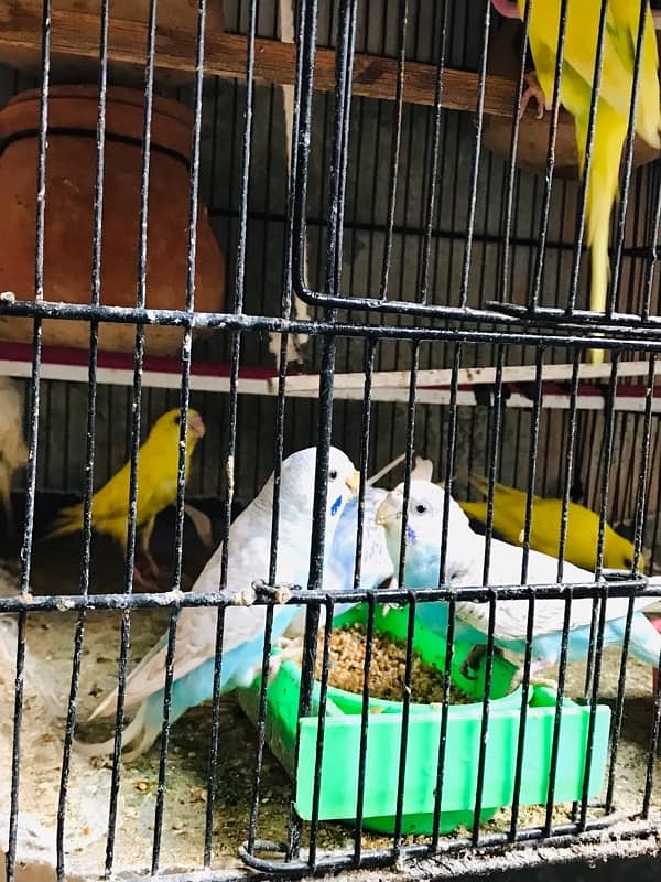 BUDGIES FRESH Female/Male adults Available 7