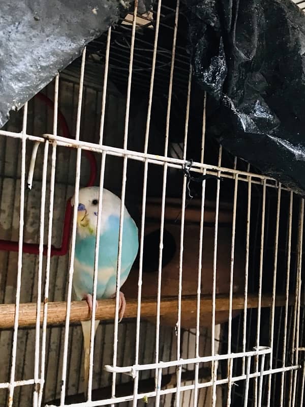 BUDGIES FRESH Female/Male adults Available 9