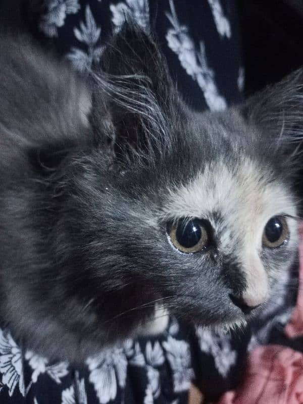 Persian kitten available. . full active MashaALLAH. . name Shero 2