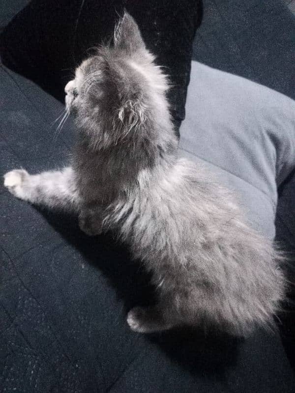 Persian kitten available. . full active MashaALLAH. . name Shero 4