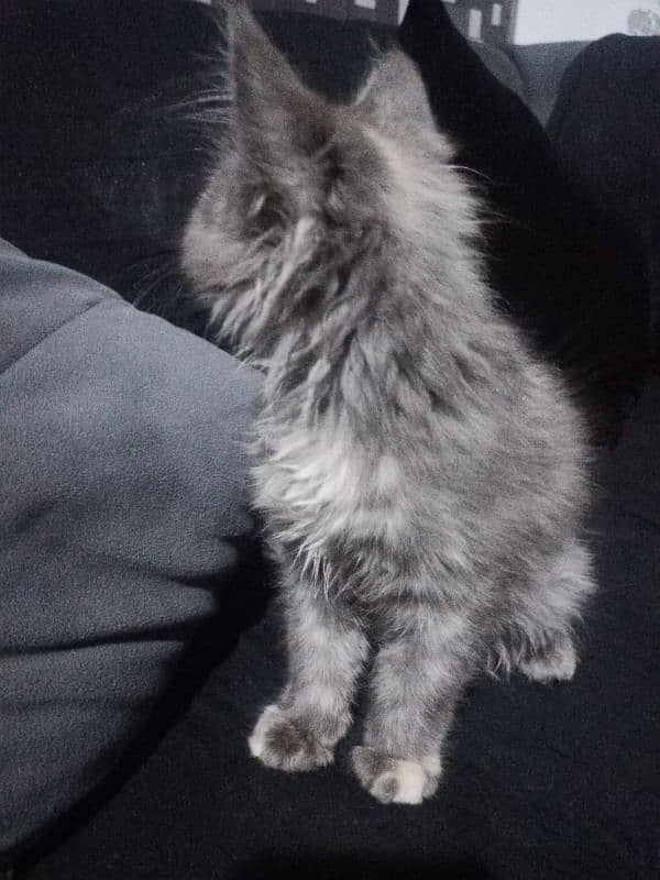 Persian kitten available. . full active MashaALLAH. . name Shero 5