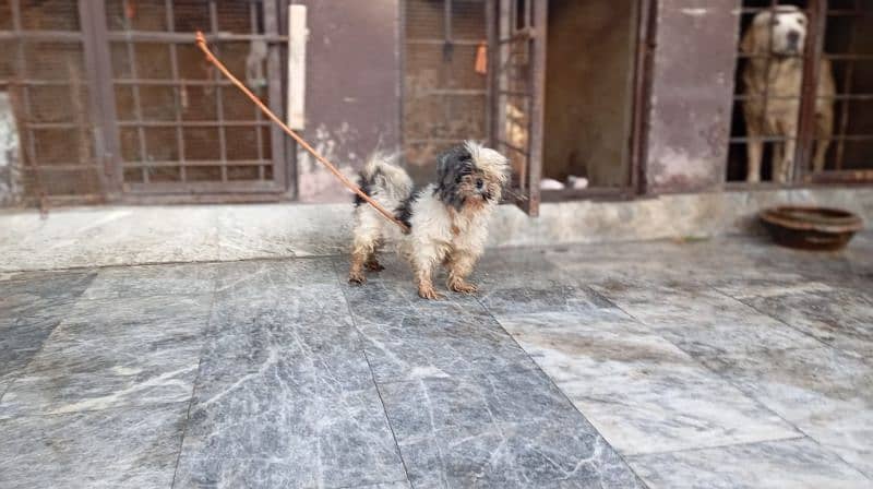 SHIHTZU BREEDER FEMALE 2