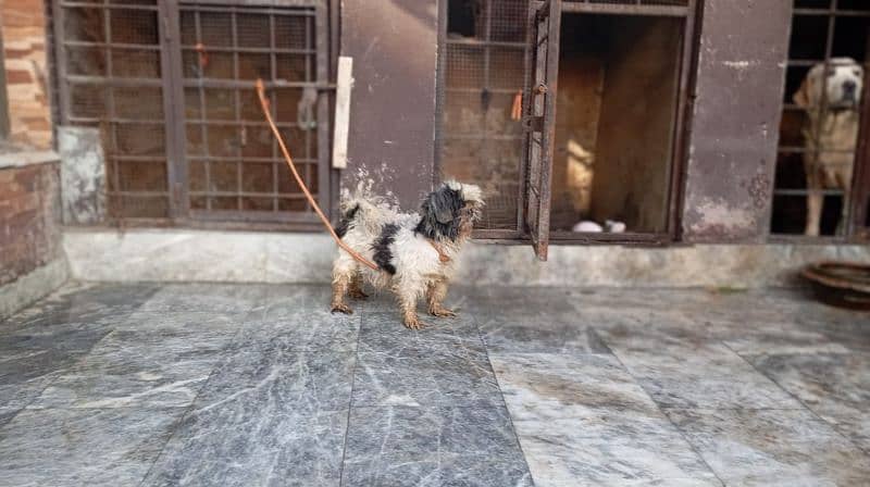 SHIHTZU BREEDER FEMALE 3