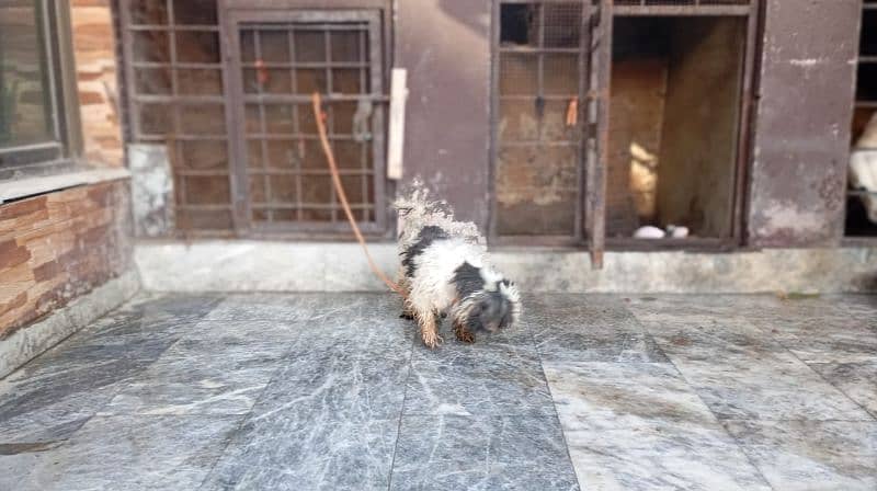 SHIHTZU BREEDER FEMALE 5