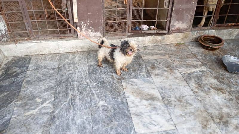 SHIHTZU BREEDER FEMALE 7