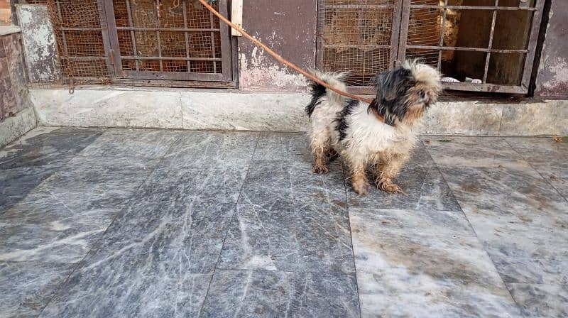 SHIHTZU BREEDER FEMALE 8