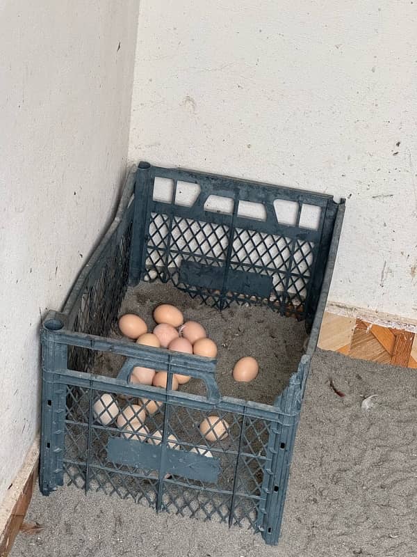 eggs laying hen 5