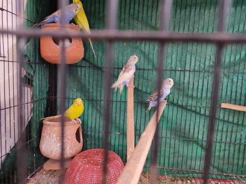 Budgies for sale w cage. 0