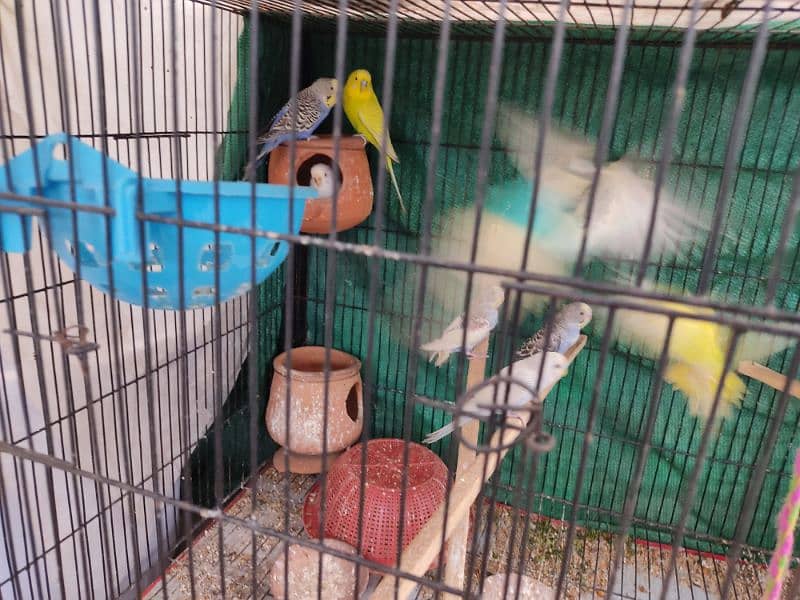 Budgies for sale w cage. 1