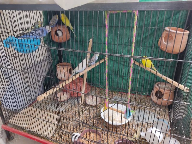 Budgies for sale w cage. 2