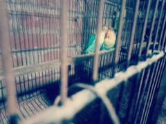 love birds pair for sale (perblue split ino ) with eggs