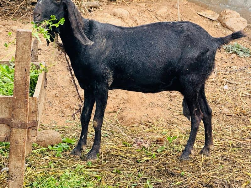 Female Goat 1