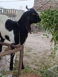 bakra munasib keemat ma want to sell my bakra because I m not free