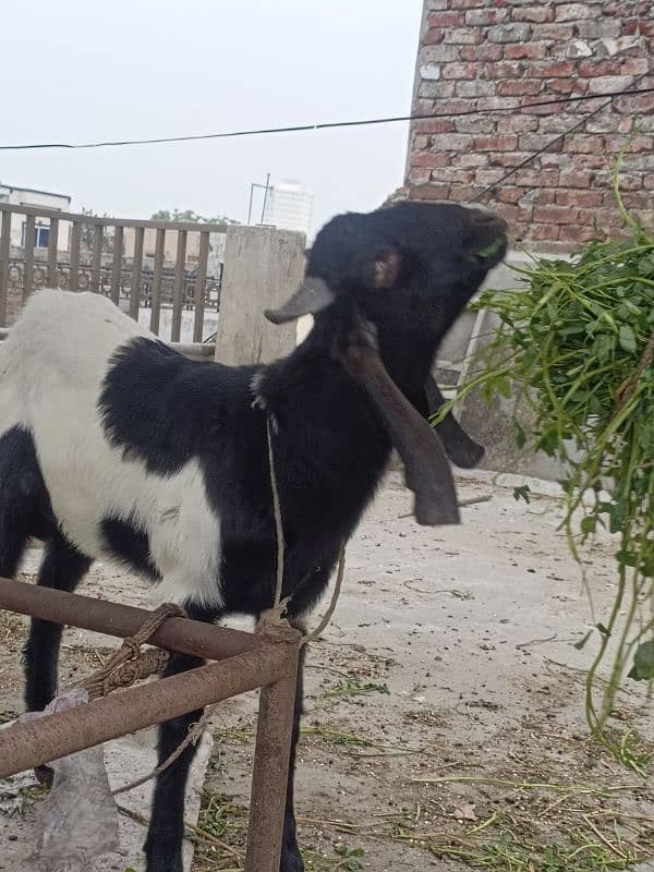 bakra munasib keemat ma want to sell my bakra because I m not free 1