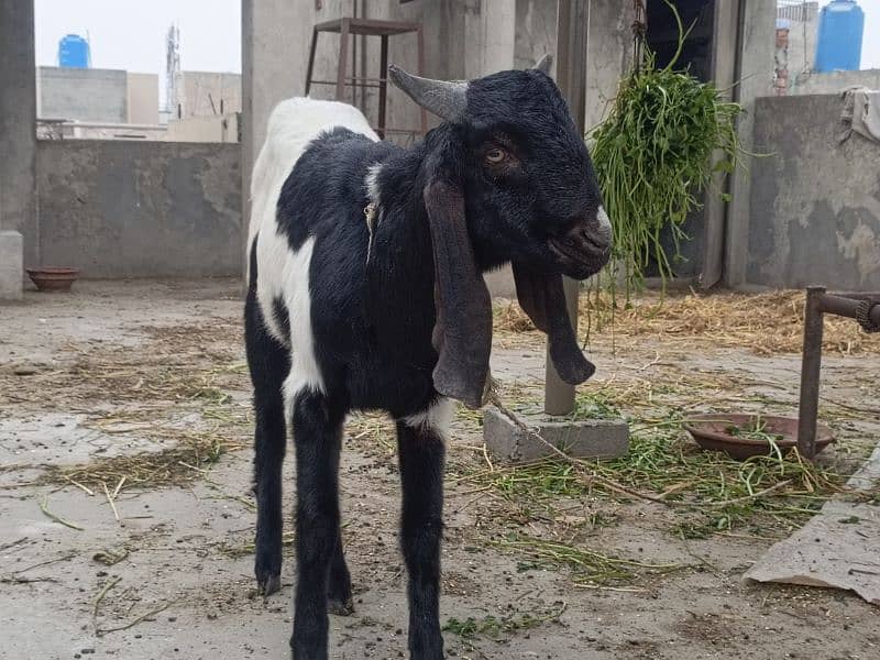 bakra munasib keemat ma want to sell my bakra because I m not free 2