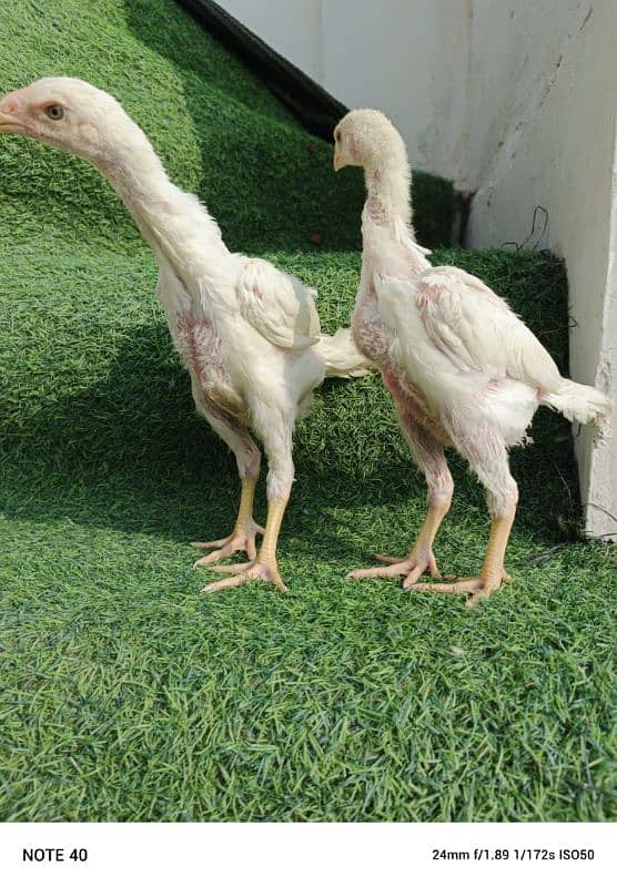 white Aseel shamo chicks 2