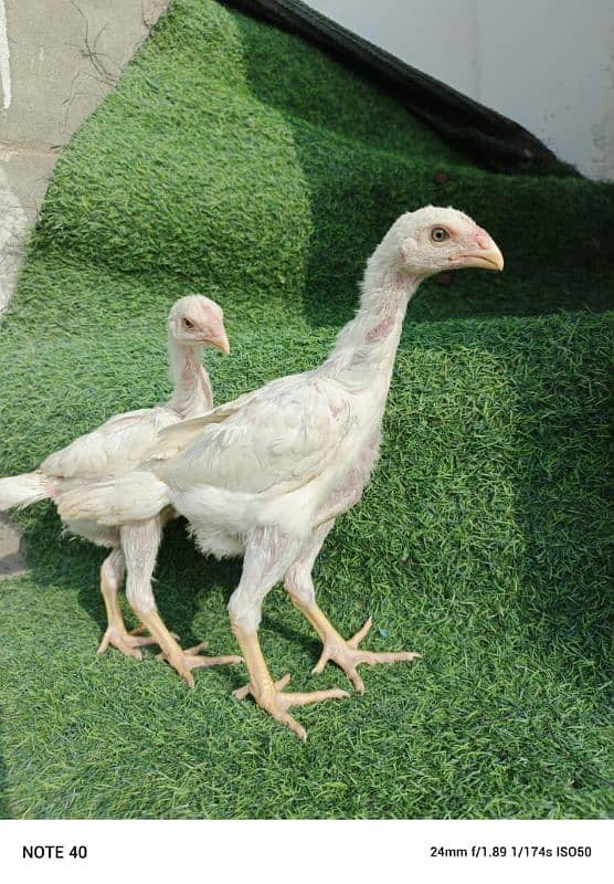 white Aseel shamo chicks 5