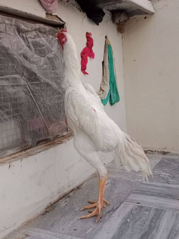 white Aseel shamo chicks 16