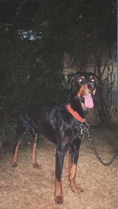 Doberman Dog