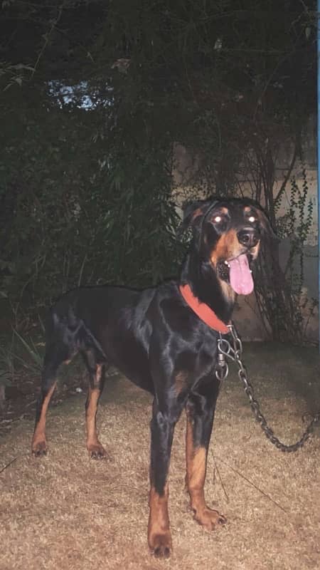 Doberman Dog 0